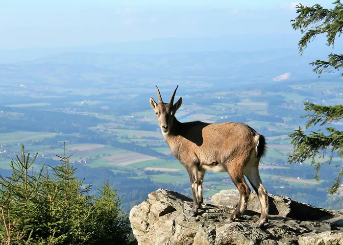 Grosses Mit 5 Schlafzimmer & 4 Baeder Pöllauberg